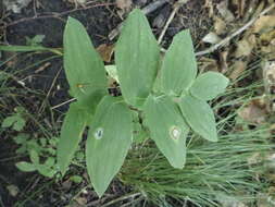 Image of largeflower bellwort