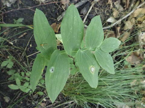 Image de Uvularia grandiflora Sm.