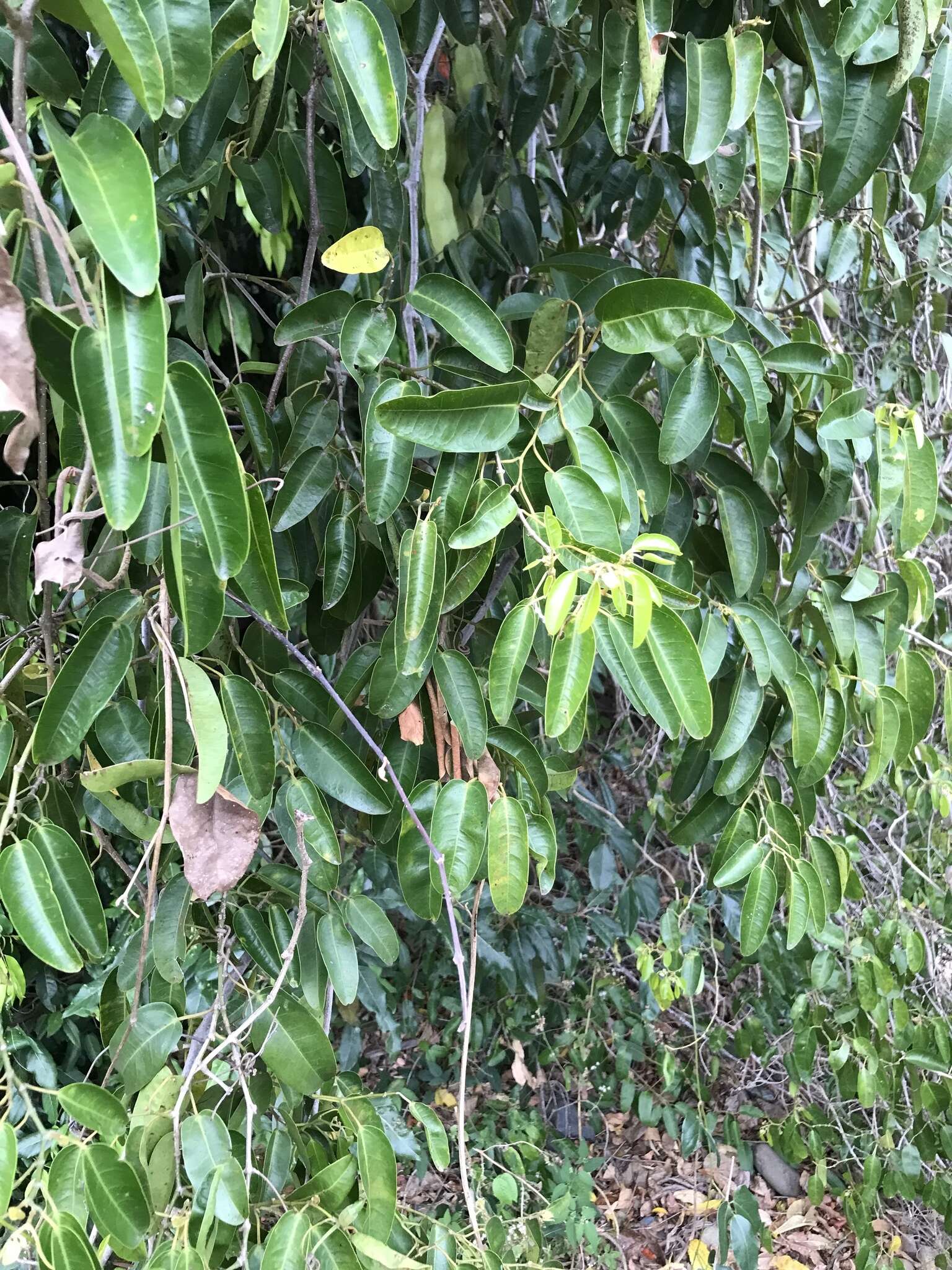 Image de Cissus oblonga (Benth.) Planchon