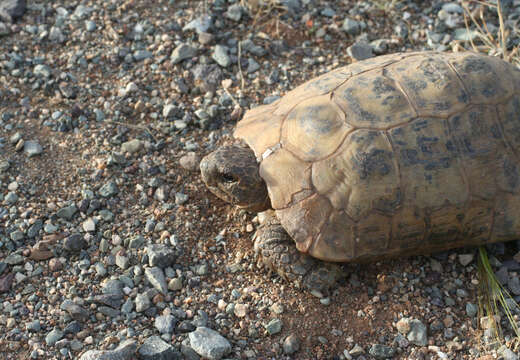 Image of Testudo graeca marokkensis Pieh & Perälä 2004