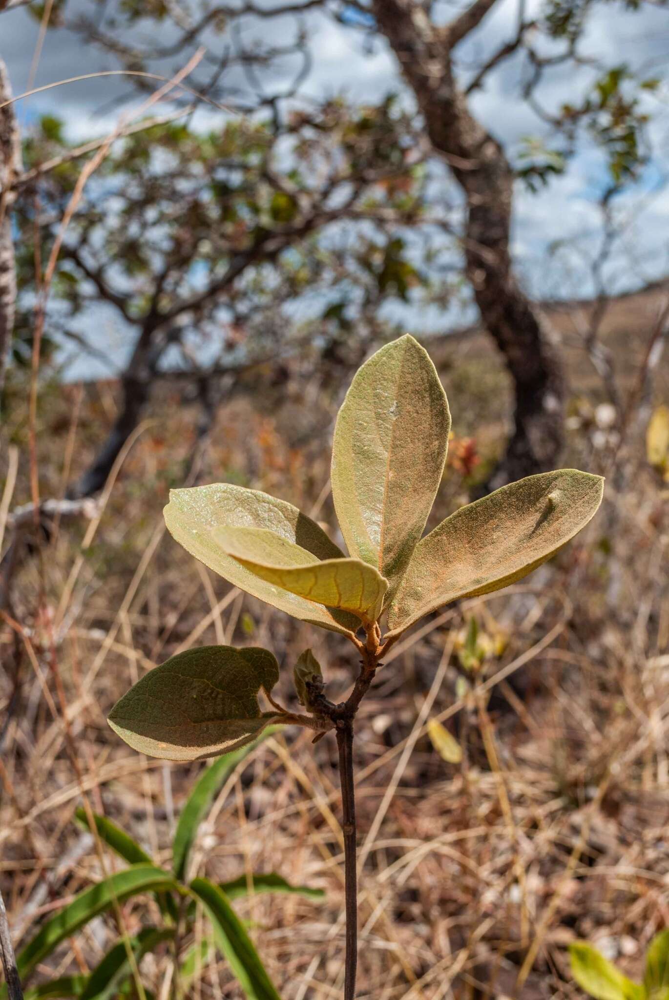 Image of Handroanthus coronatus (Proença & Farias) Farias