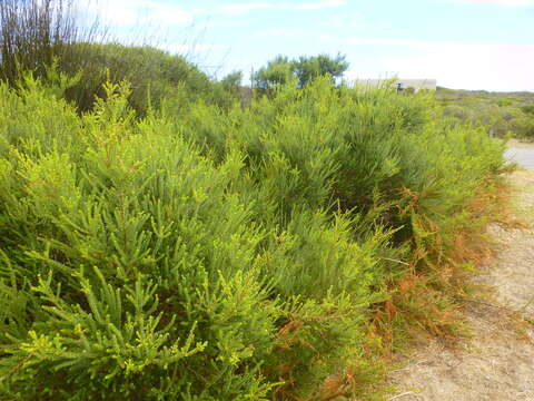 Morella cordifolia (L.) D. J. B. Killick resmi