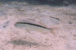 Image of Black-striped goatfish