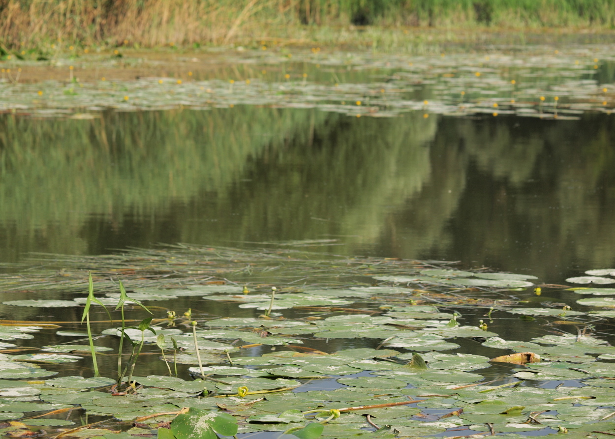 Sagittaria sagittifolia (rights holder: HermannFalkner/sokol)