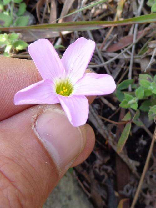 Imagem de Oxalis smithiana Eckl. & Zeyh.