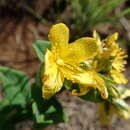 Sivun Hypericum aethiopicum subsp. aethiopicum kuva