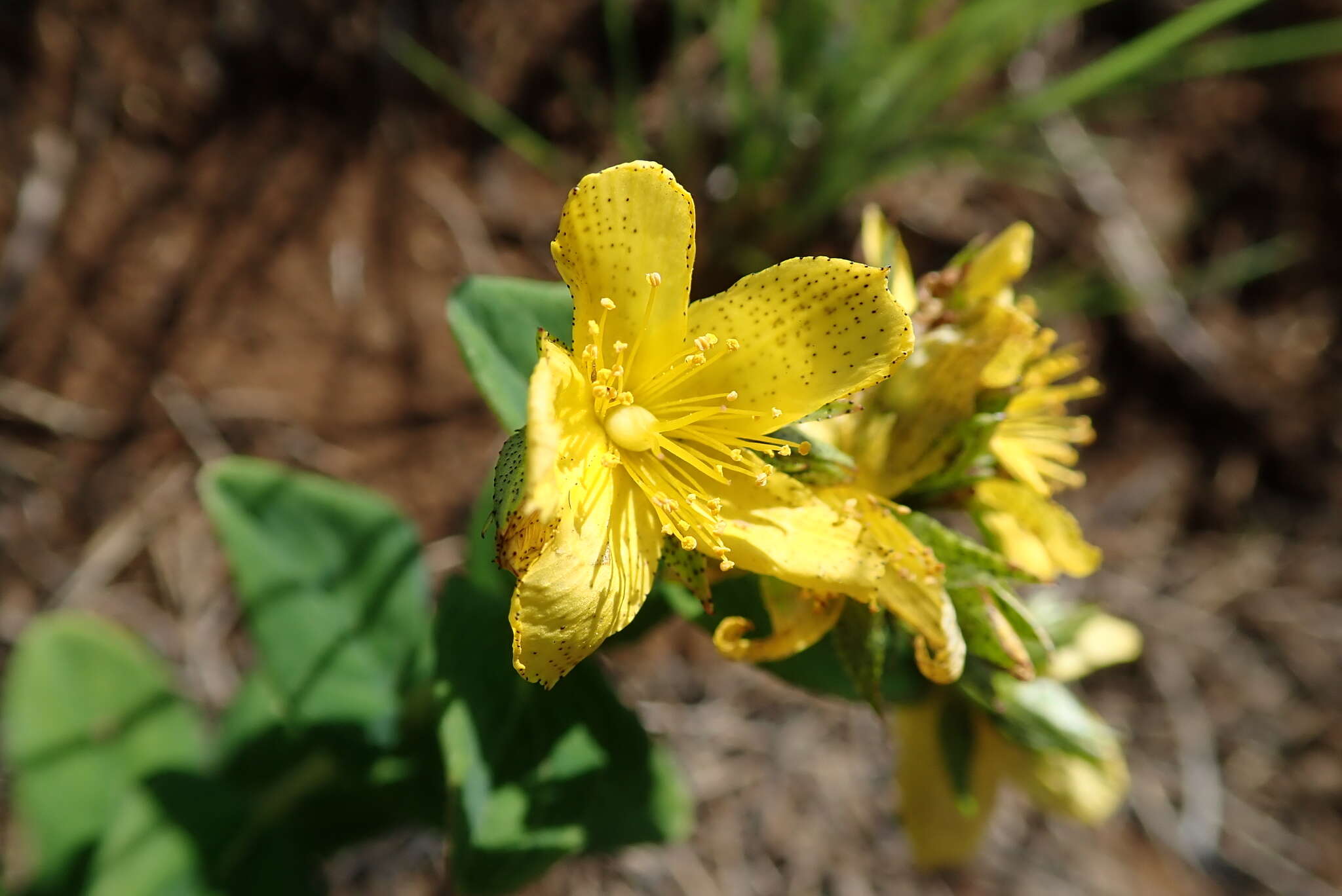 Imagem de Hypericum aethiopicum subsp. aethiopicum