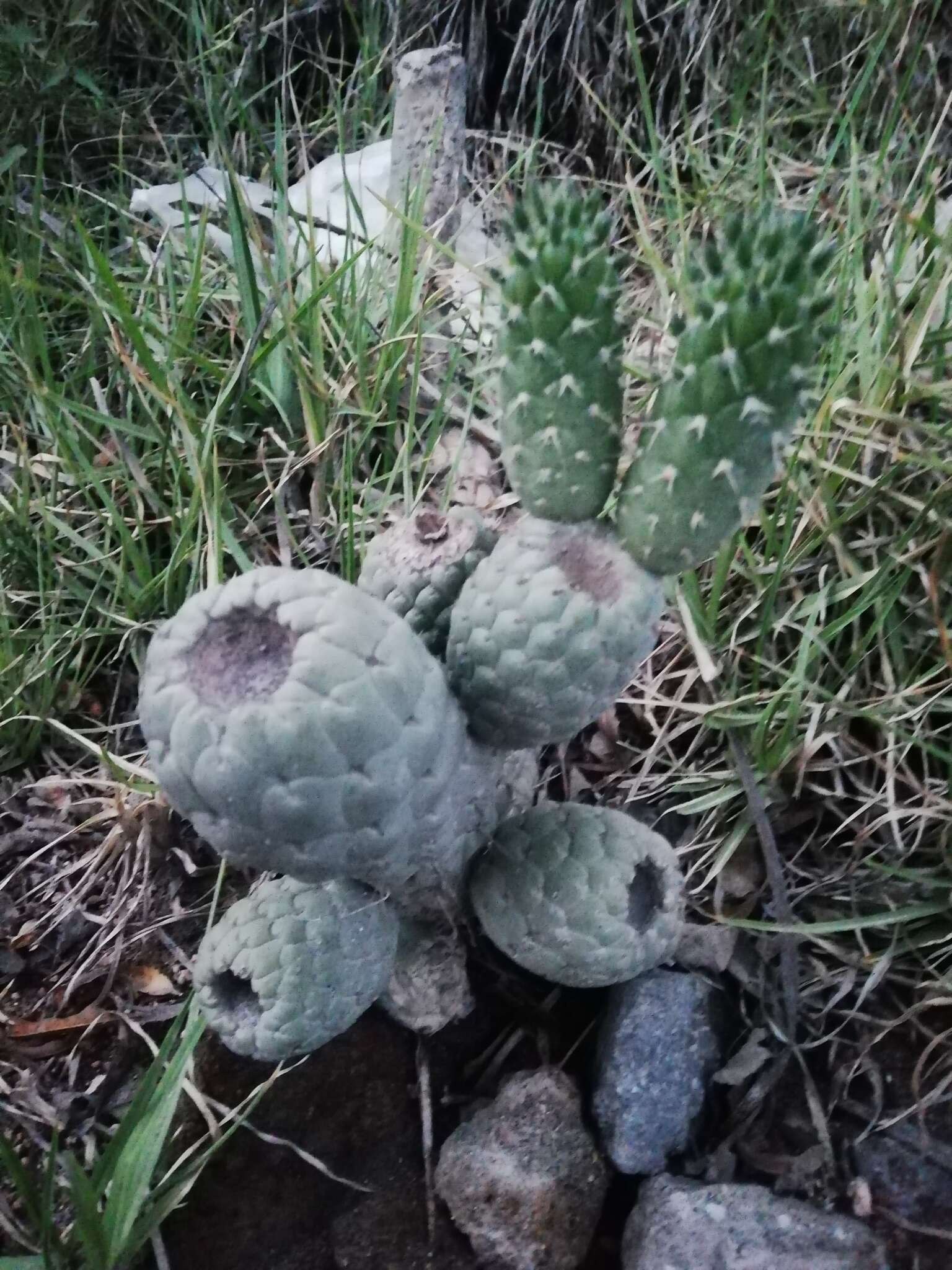 Image of cane cactus