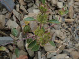 Image of Santa Clara thorn-mint