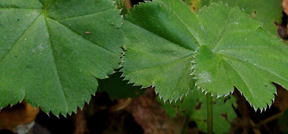 Image of Alchemilla heptagona Juz.