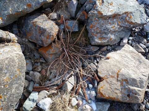 Imagem de Rhodiola semenovii (Regel & Herd.) Boriss.