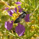 Image of Fagonia longispina Battand.