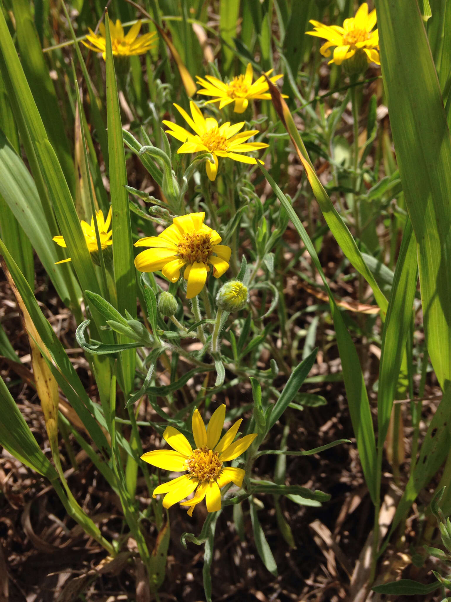 Image of <i>Heterotheca <i>camporum</i></i> var. camporum