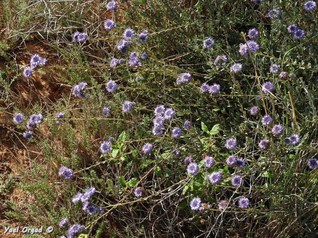 Image of Globularia arabica Jaub. & Sp.