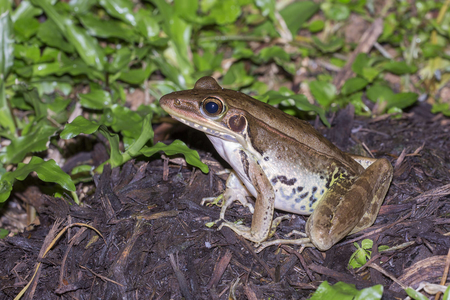 Image of Guenther's Amoy Frog