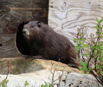 Image of Chinese Ferret Badger