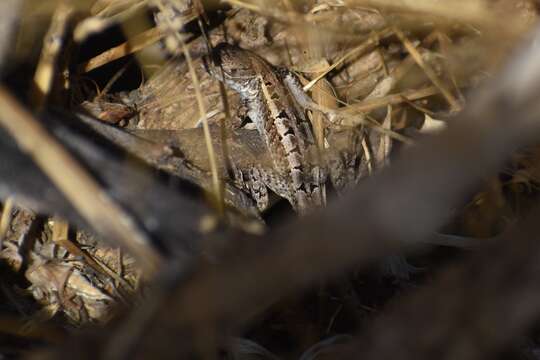 Image of Lesser Ornate Whorltail Iguana