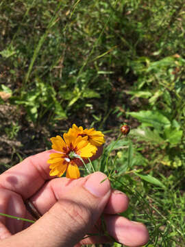 Image of golden tickseed