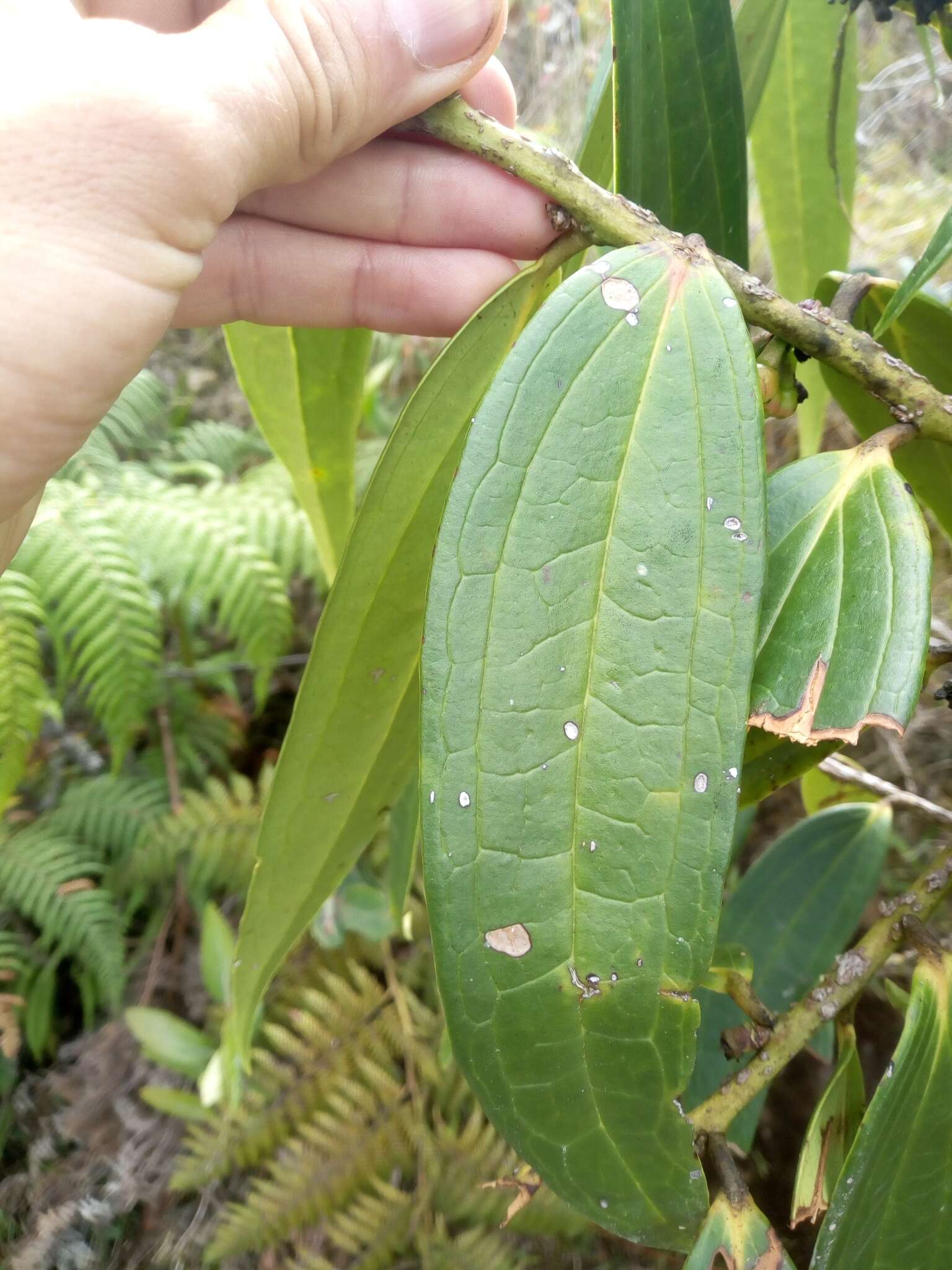 Psammisia guianensis Klotzsch的圖片