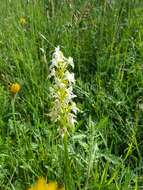 Слика од Platanthera chlorantha (Custer) Rchb.