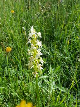 Слика од Platanthera chlorantha (Custer) Rchb.