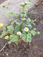 Image of Emory's rockdaisy