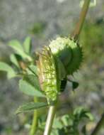 Image de Medicago muricoleptis Tineo