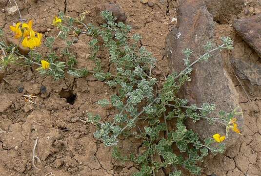 Image of Lotus lancerottensis Webb & Berthel.