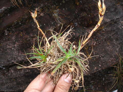 Image of Connellia caricifolia L. B. Sm.