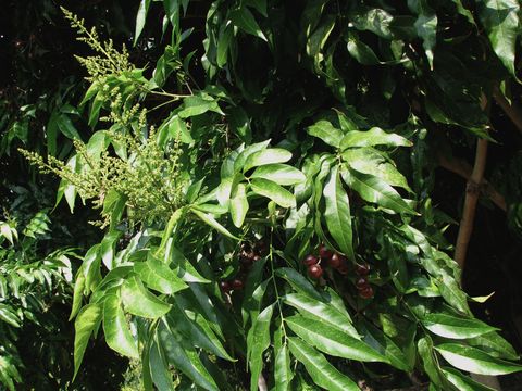 Image of <i>Sapindus <i>saponaria</i></i> var. saponaria