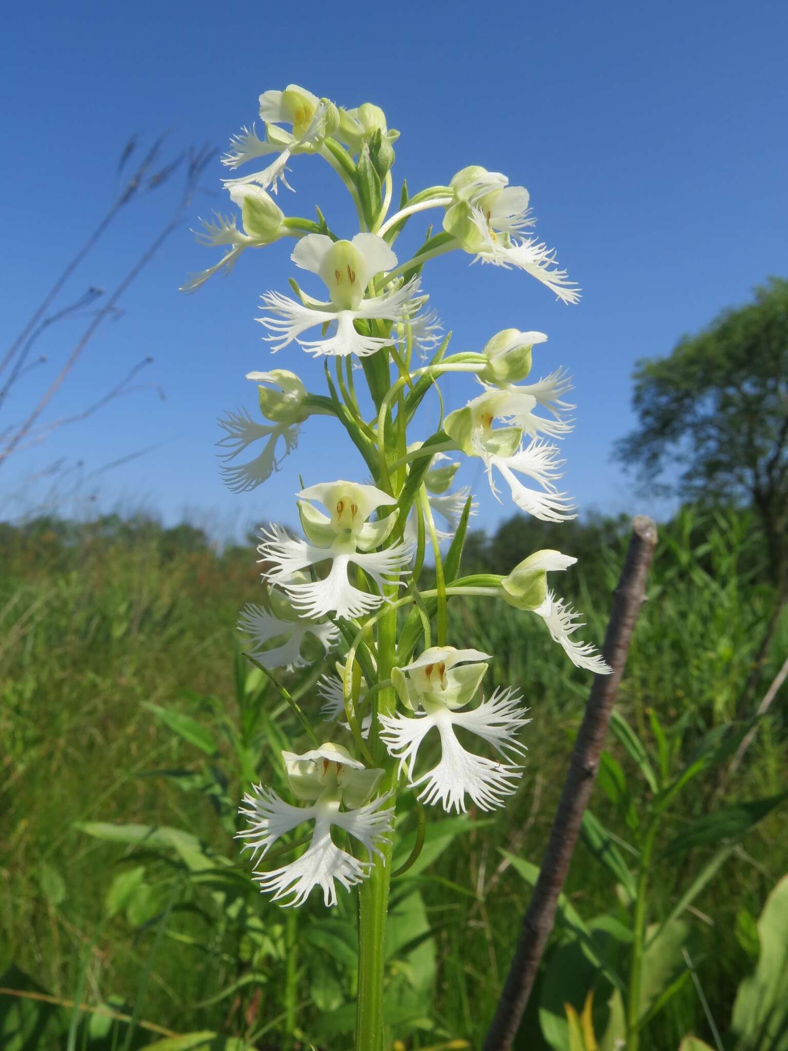 Image of Eastern prairie fringed orchid