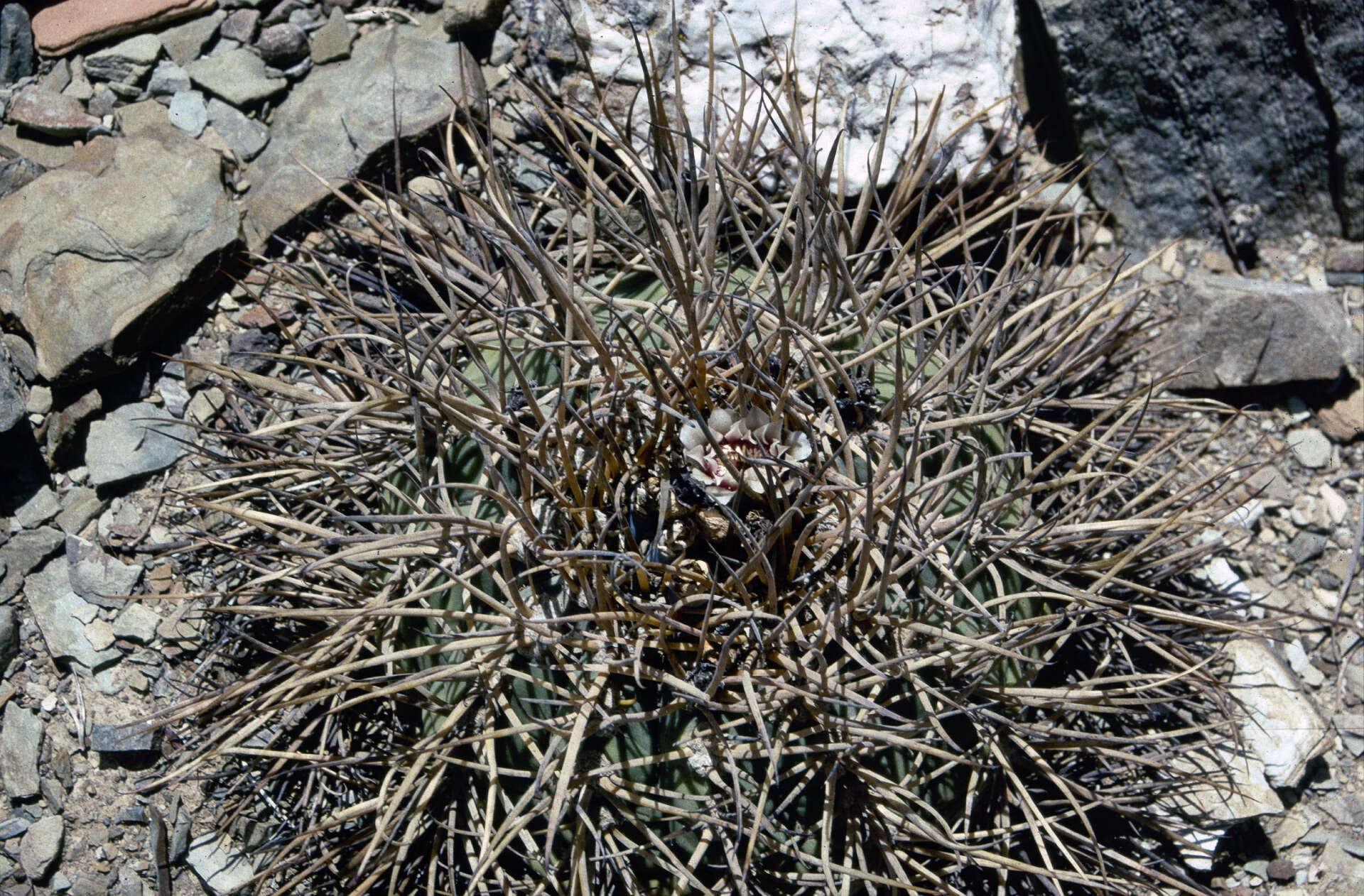 Image of Gymnocalycium spegazzinii subsp. cardenasianum (F. Ritter) R. Kiesling & Metzing