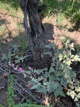 Image of Sphaeralcea mendocina Phil.