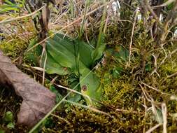 Image of Ponthieva triloba Schltr.