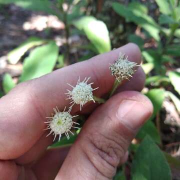 Archibaccharis auriculata (Hemsl.) G. L. Nesom resmi