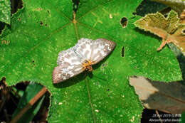 Image of Abraximorpha davidii Mabille 1876