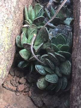 Image of Adromischus trigynus (Burch.) Poelln.