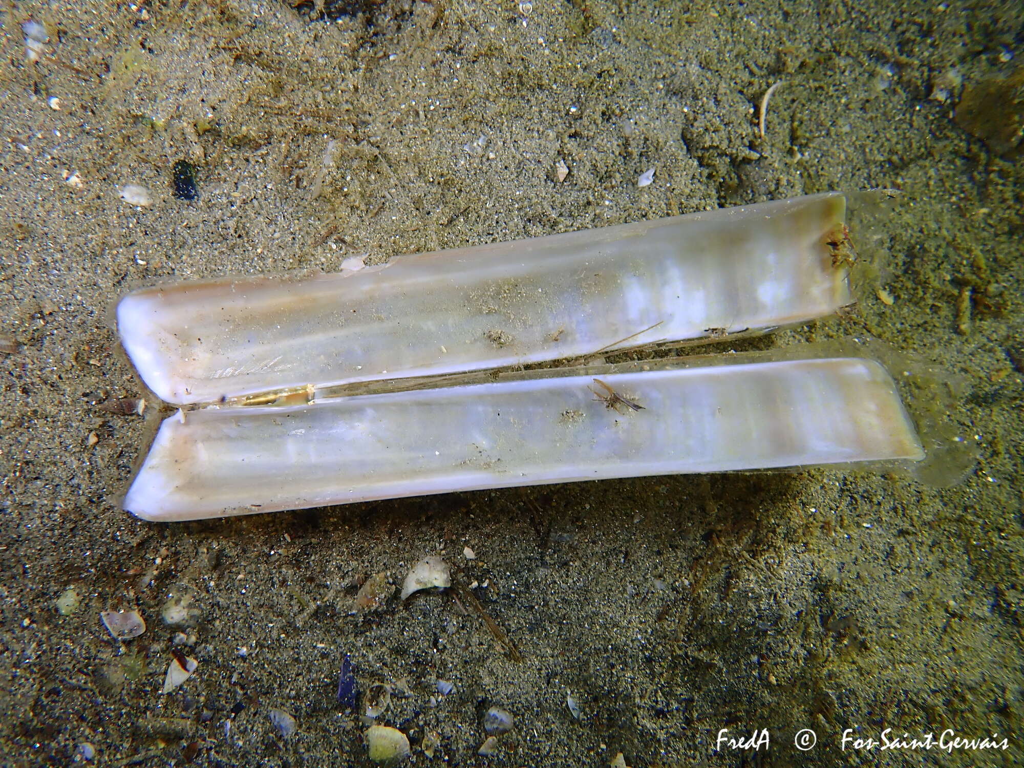 Image of Grooved Razor Shell