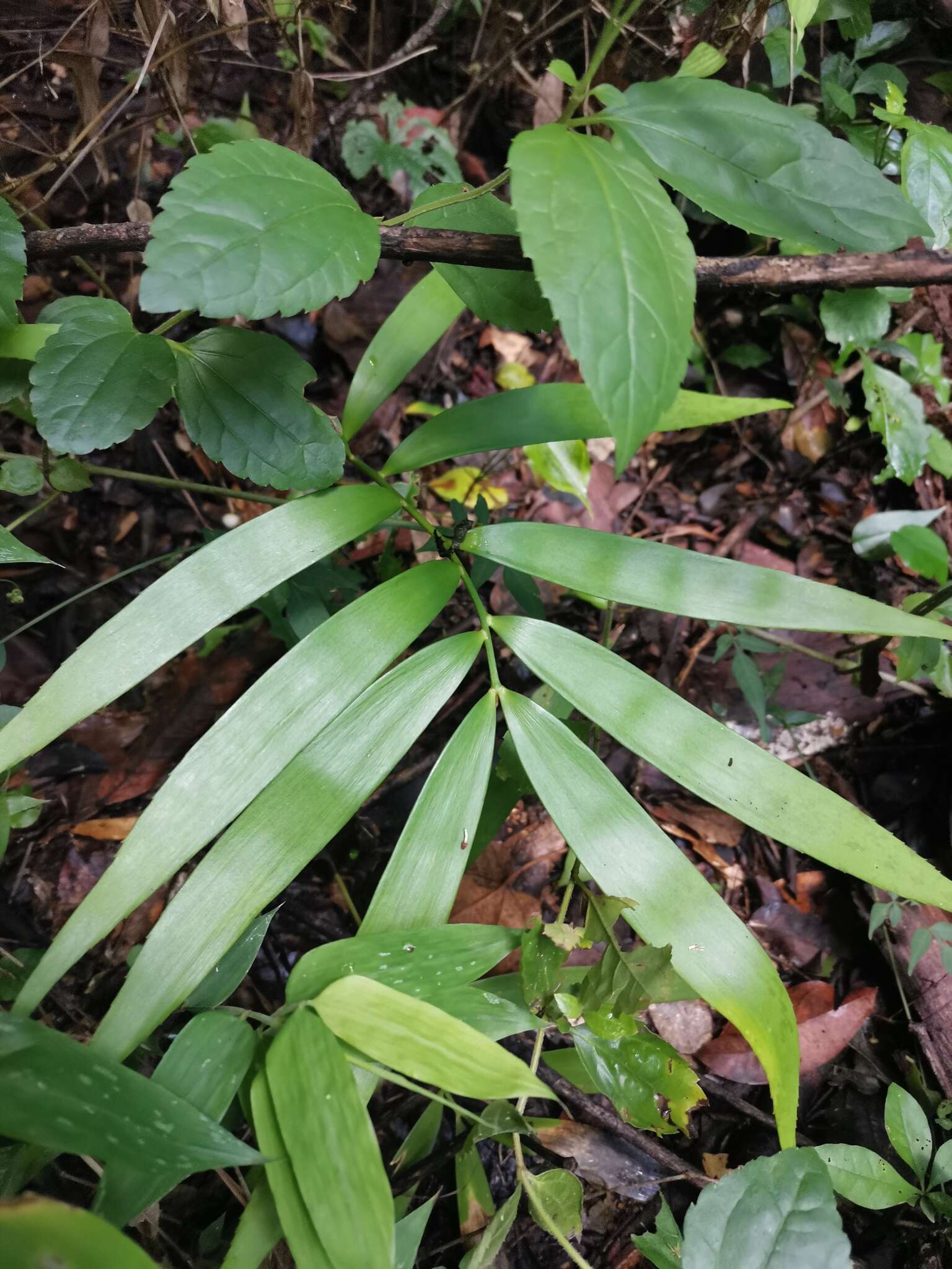 Image of Zamia paucijuga Wieland