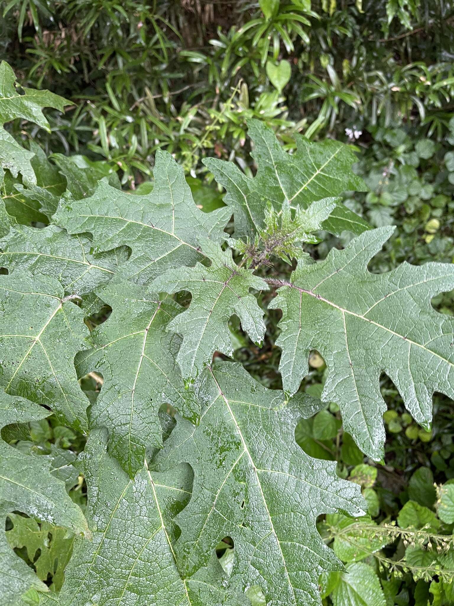 Sivun Solanum aculeatissimum Jacquin kuva