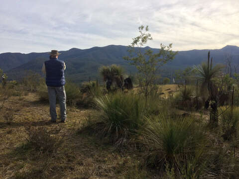 Image of Xanthorrhoea glauca subsp. angustifolia D. J. Bedford