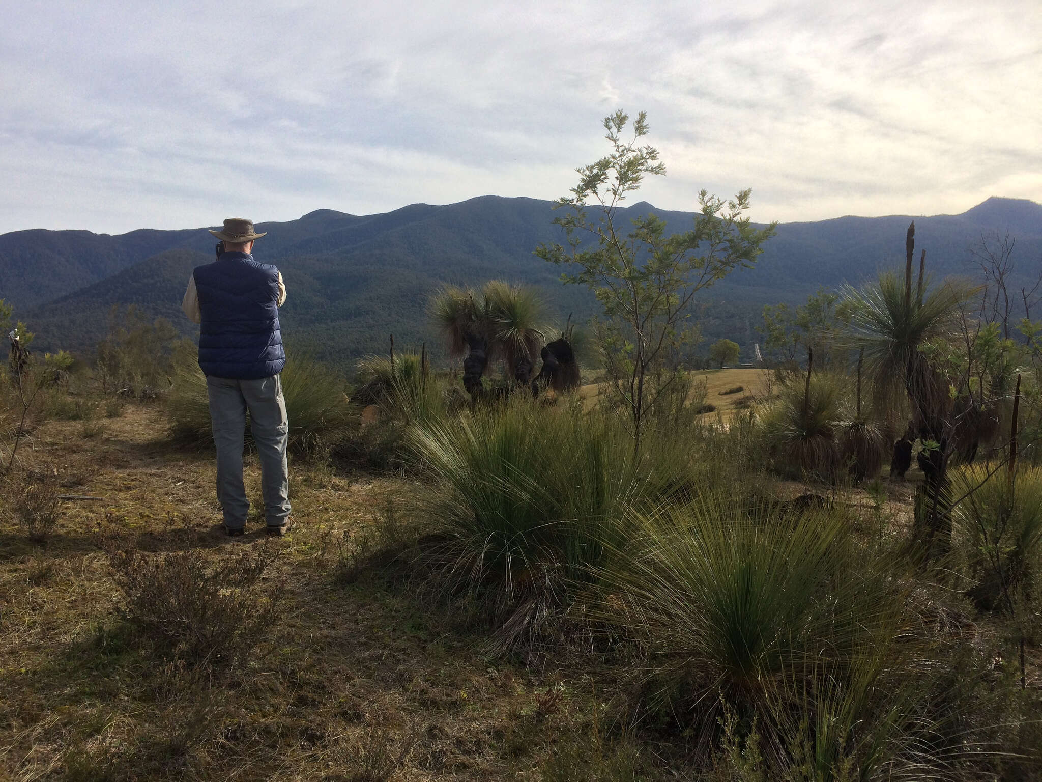 Image of Xanthorrhoea glauca subsp. angustifolia D. J. Bedford