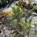 Image of Brunia trigyna (Schltr.) Class.-Bockh. & E. G. H. Oliv.