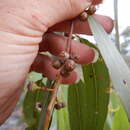 Plancia ëd Eucalyptus camaldulensis subsp. acuta Brooker & M. W. Mc Donald