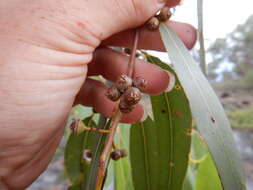 Слика од Eucalyptus camaldulensis subsp. acuta Brooker & M. W. Mc Donald