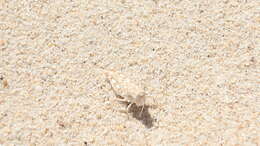 Image of Algarve Sand Grasshopper