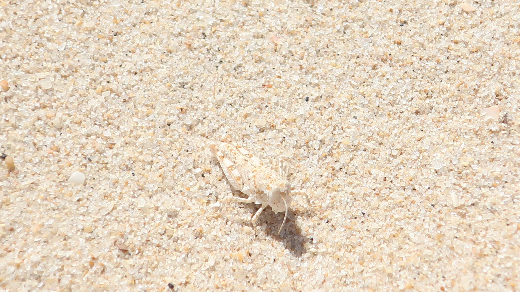 Image of Algarve Sand Grasshopper