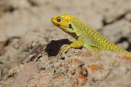 Image of Liolaemus gununakuna Avila, Morando, Perez & Sites 2004