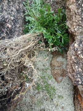 Image of Lepidium flexicaule Kirk