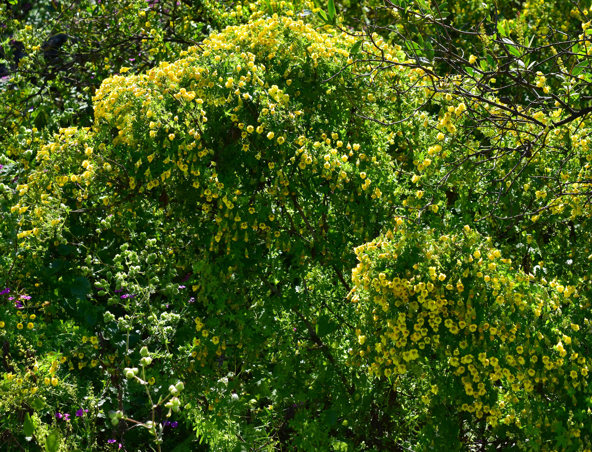 Image of Tropaeolum brachyceras Hook. & Arn.